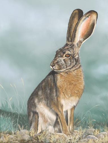 Jarvis, Jack Rabbit 16x12 $1200 at Hunter Wolff Gallery